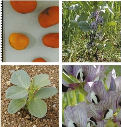 Field bean at four growth stages